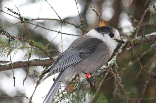 Grey Jay in Algonquin Park.