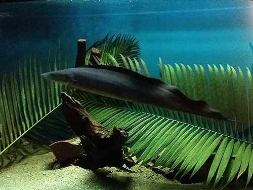 Aba Aba at the Toronto Zoo