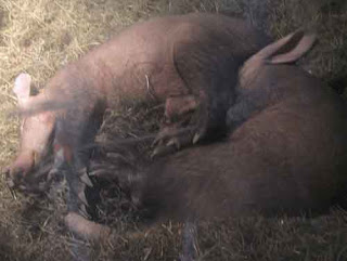 Two sleeping aardvarks at the London Zoo