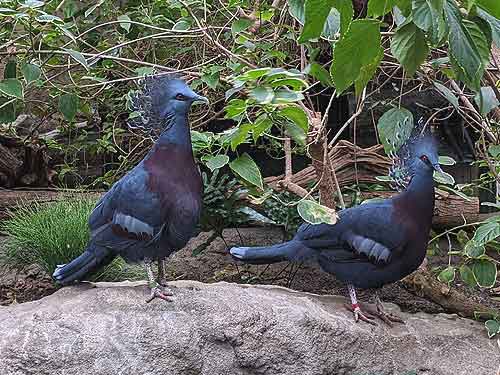 Victoria Crowned Pigeons at the Toronto Zoo.