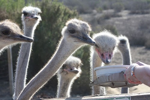 Ostriches peck at a dustpan at Ostrichland near Solvang.