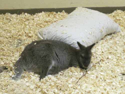 Swamp Wallaby At The Toronto Zoo