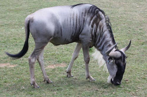 A Grey Brindled Gnu, also known as the Blue Wildebeest.