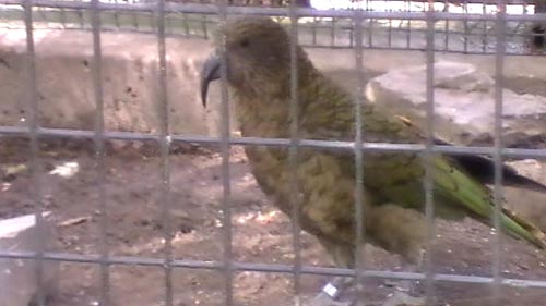 A Kea At Franklin Park Zoo In Boston.