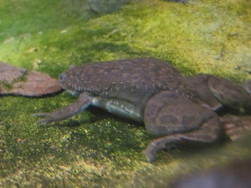African Clawed Frog At The Toronto Zoo.