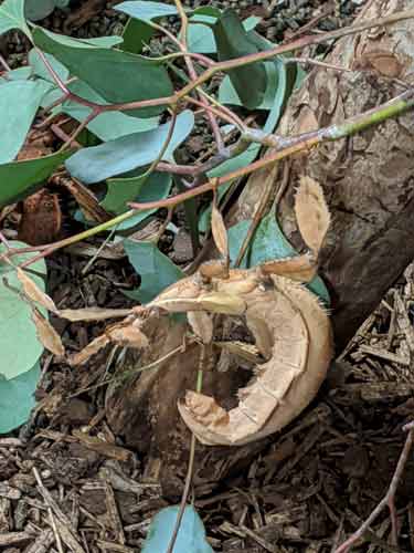 Macleay's Spectre At Toronto Zoo.