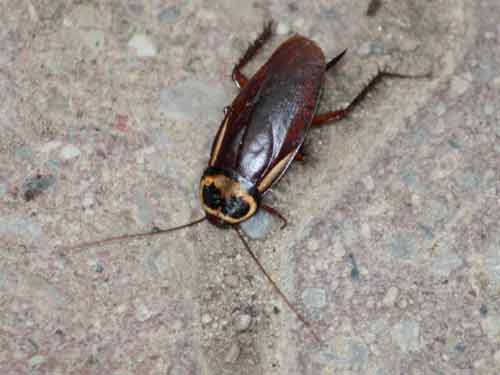 An American Cockroach.