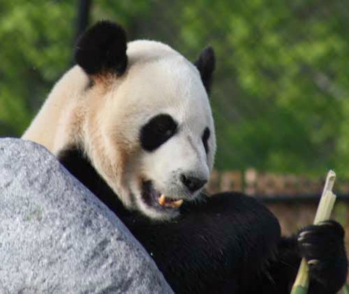 Giant Panda At The Toronto Zoo