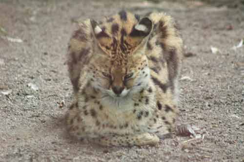 A Serval Cat at San Diego Zoo.
