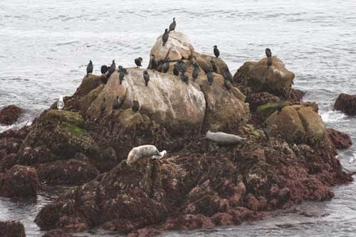 Monterey Bay Seals, Gulls and other birds on the rocks.