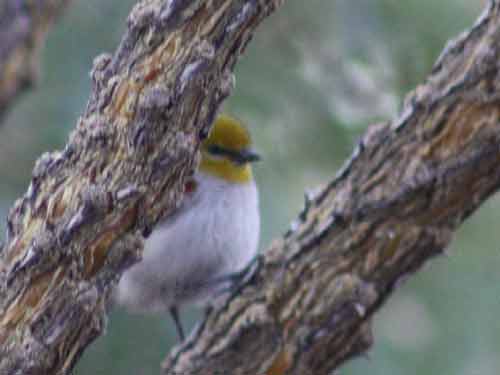 A Verdin In Ethel M's Cactus Garden.