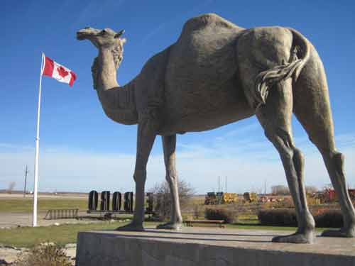 Sara The Camel In Glenboro, Manitoba.