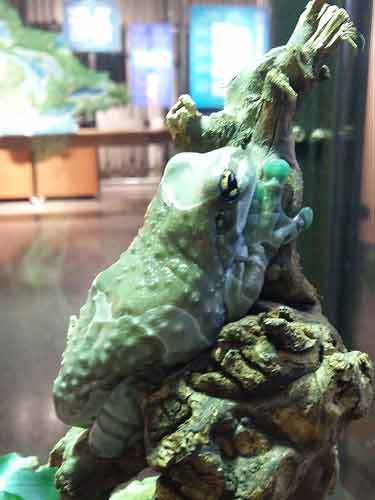 Amazon Milk Frog At Ontario Science Centre.