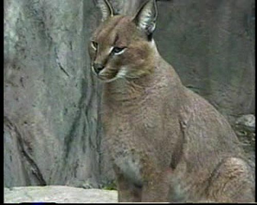 A Caracal at Toronto Zoo.