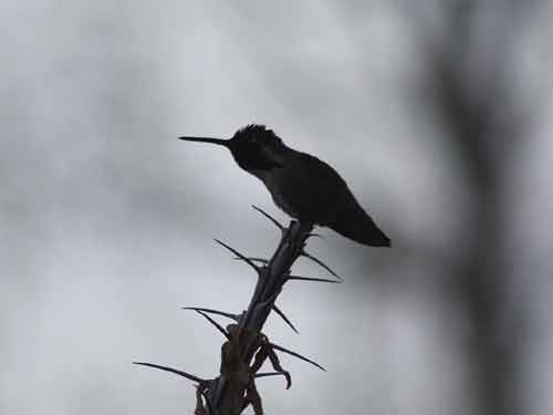Costa's Hummingbird in Ethel M Cactus Garden.