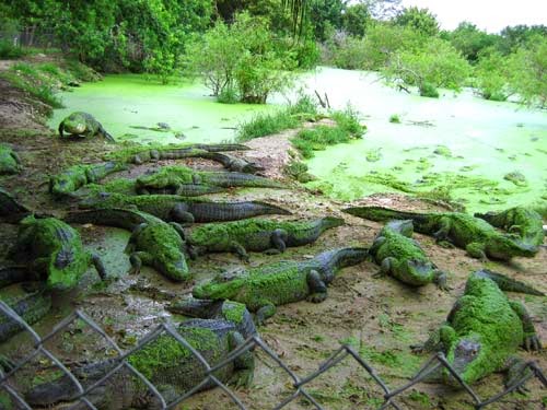 Alligators in the swamp at Everglades Alligator Park.