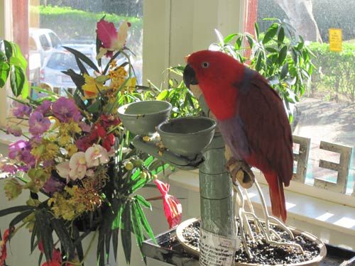 A Female Eclectus Parrot in Maui.
