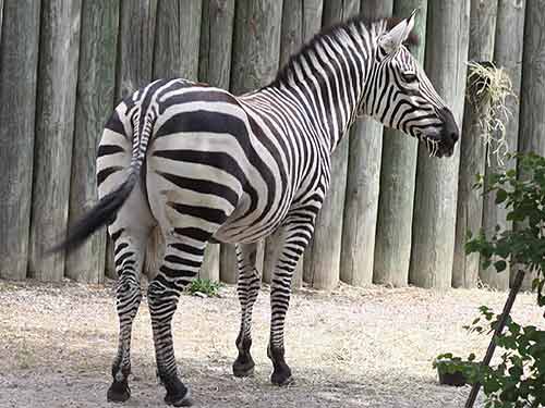 Zebra At Buffalo Zoo.
