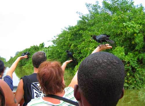 Boat-Tailed Grackles at Everglades Alligator Farm.