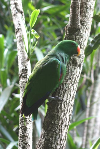 A Male Eclectus Parrot At Australia Zoo.