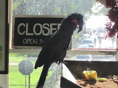 Black Palm Cockatoo at Dan's Greenhouse.