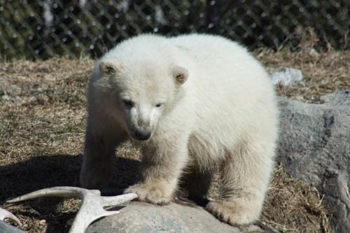 Humphrey The Polar Bear At Toronto Zoo