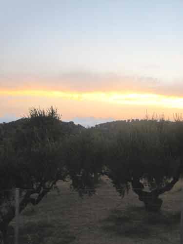 Olive Trees In The Sunset in Greece