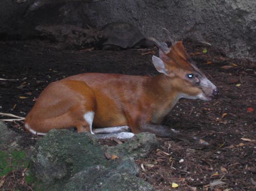 A Muntjac At Miami Zoo.