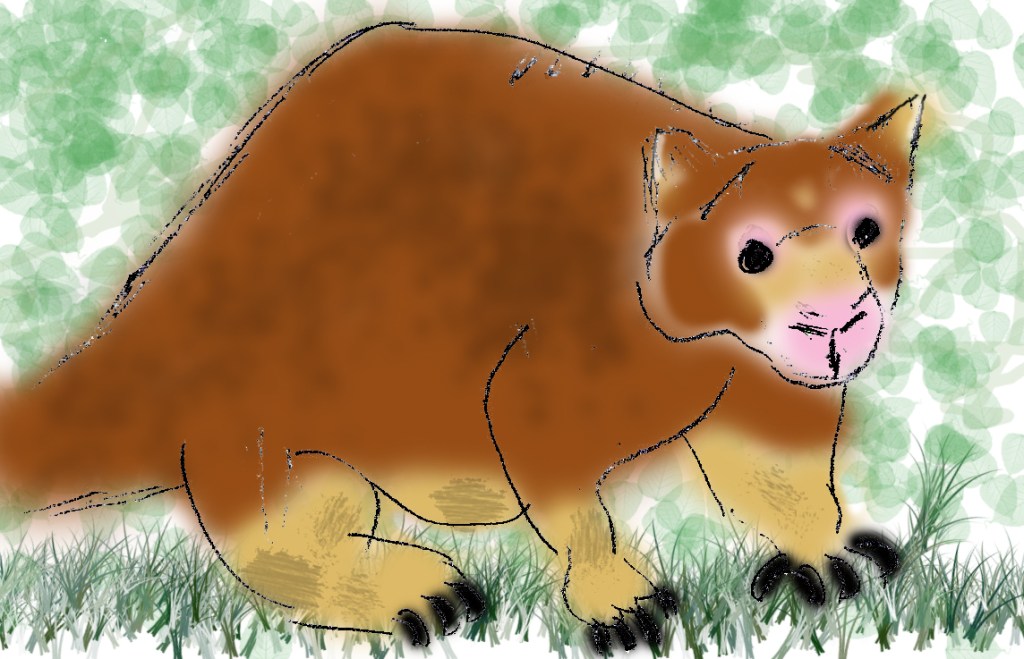 Matschie's Tree Kangaroo drawing