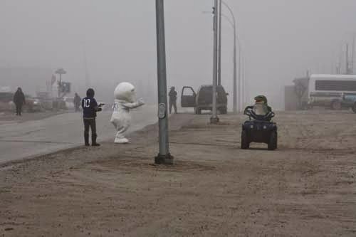 A Polar Bear And A Frog In Churchill, Manitoba.