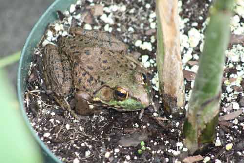A Green Frog in the Toronto Zoo Greenhouse.