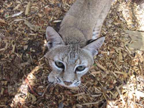Bobcats can jump up to 10 feet straight in the air.
